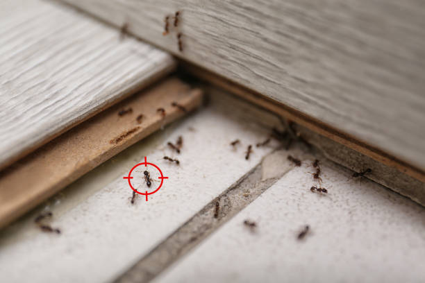 Best Termite Control Services  in Jonesville, LA
