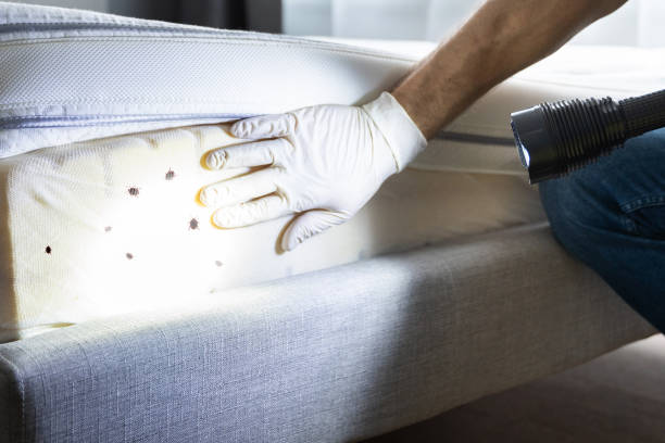 Flea Control Services in Jonesville, LA