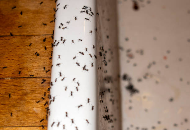 Best Pest Control for Businesses  in Jonesville, LA