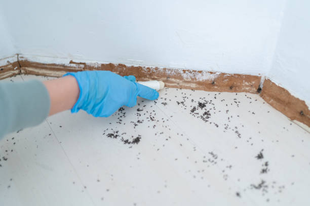 Best Ant Control Services  in Jonesville, LA